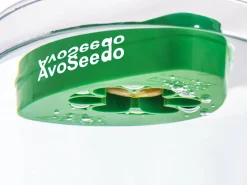 AvoSeedo - dyrk avokado