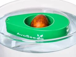 AvoSeedo - dyrk avokado