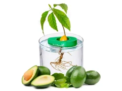AvoSeedo - dyrk avokado