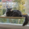 Katteseng Til Vindue