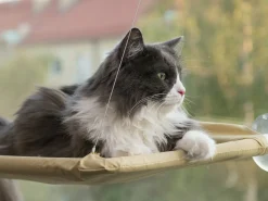 Katteseng Til Vindue