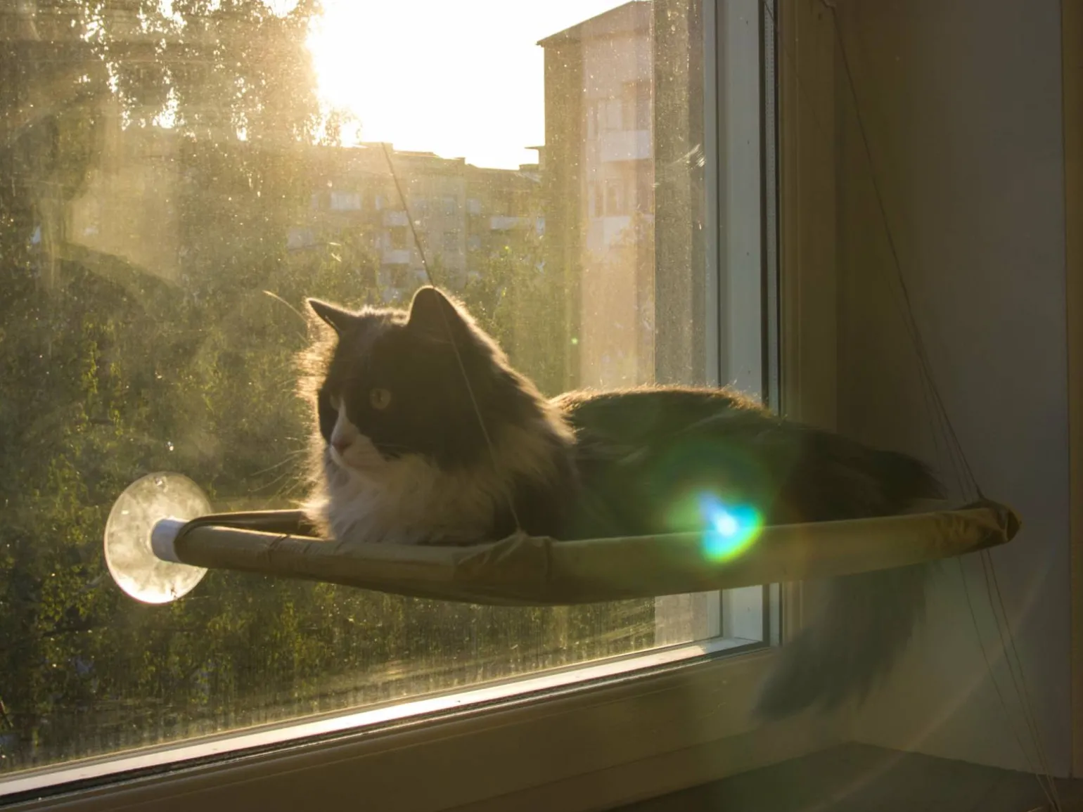 Katteseng Til Vindue