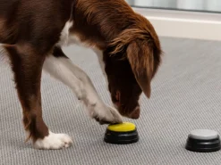 Optageknapper til Hund - Spralla
