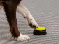 Optageknapper til Hund - Spralla