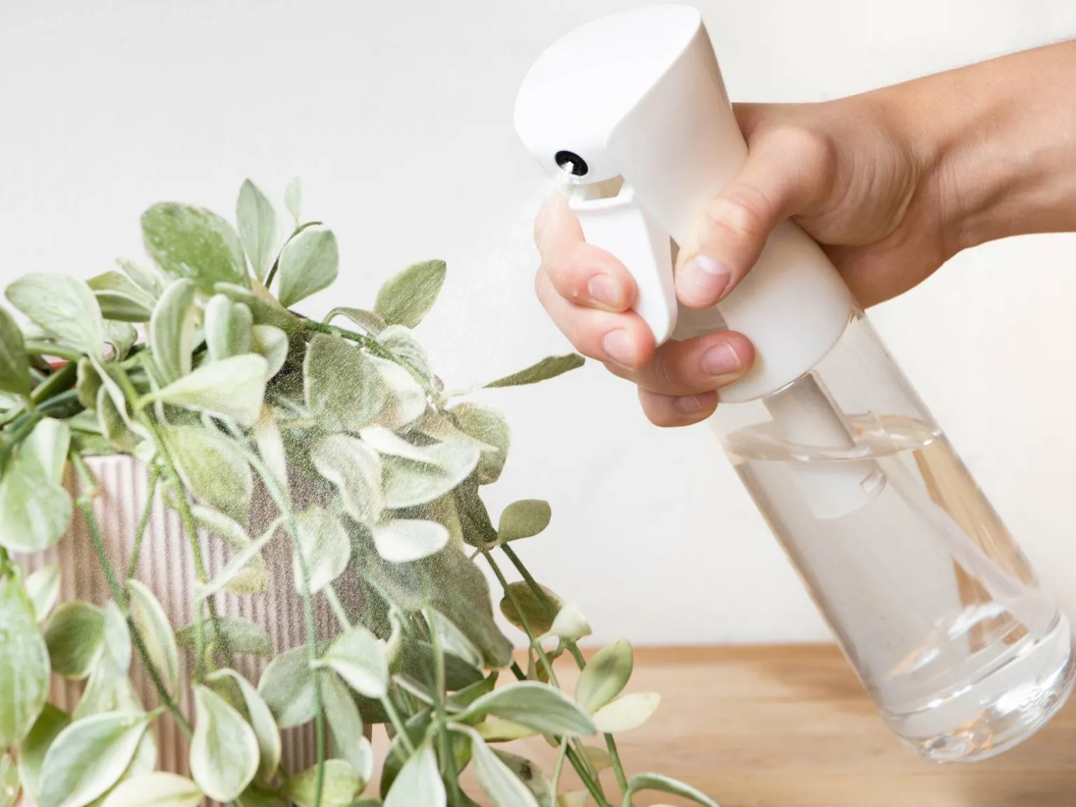 Sprayflaske med Mist
